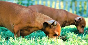 why dogs eat their feces