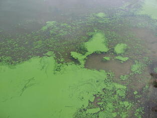 Green algae in a lake