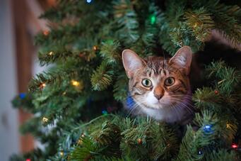 Tabby cat sitting in a Christmas tree and looking toward camera