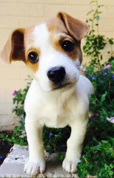 White and tan puppy standing next to green plant and looking toward camera