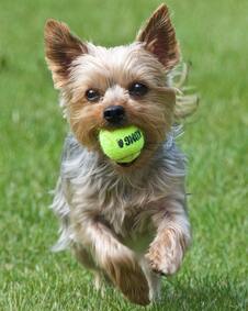 Small brown dog running on grass with tennis ball in mouth