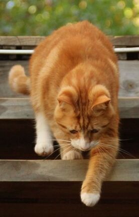 Orange cat with white paws going down wooden steps