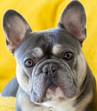 A gray and white French bulldog is lying on a yellow blanket looking toward the camera. The dog’s nostrils are vertical slits. The dog’s face has thick folds of skin between the nose and eyes.