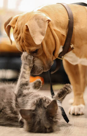 A brown dog wearing a leather collar is looking down at a gray cat. The cat is lying on the floor on its back. The cat is reaching up and touching the dog’s face with its paw.