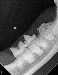 Dental radiograph of teeth in lower jaw of a cat