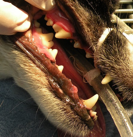 Category: Dental Care - Mallard Creek Animal Hospital