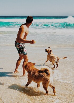 Two dogs and man on beach