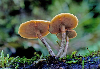 Photo of tan Galerina species mushrooms in the woods