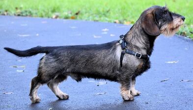 Wirehaired dachshund standing outdoors looking to the right