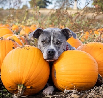Gray and white pit bull lying in a pumpkin patch with head propped up on 2 pumpkins, looking toward camera