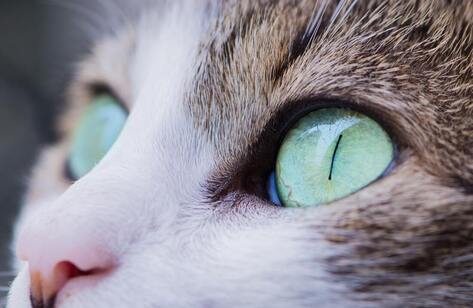 Close-up view of the face and green eyes of a brown and white cat