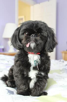 A black and white shih tzu with tongue sticking out of her mouth is looking at the camera. She is sitting on a bed in a room with lavender walls.