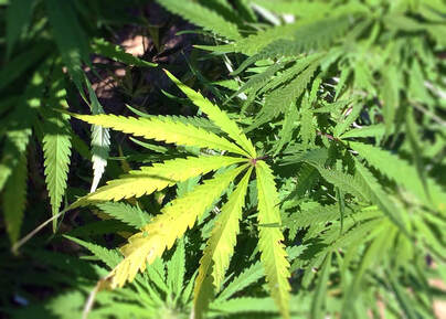 Close-up photo of a green marijuana plant in sunlight.