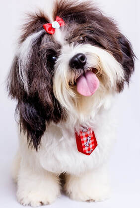 A small brown and white dog wearing a red bow is looking at the camera.