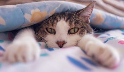 A gray tabby and white cat is lying on a bed peeking out from under a blue and yellow quilt.