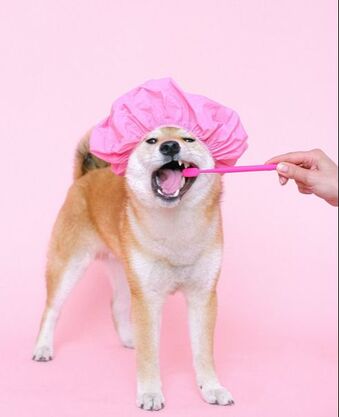 A brown and white dog wearing a bright pink shower cap is having its teeth brushed by a person holding a bright pink toothbrush. The photo is staged on a light pink background.