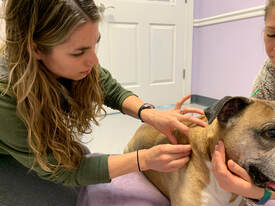 Anna Ponce, DVM, inserting acupuncture needles in boxer dog