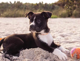 Puppy on beach