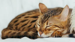 Photo of sleeping cat