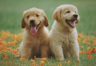 Two retriever puppies in the grass