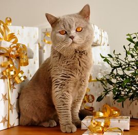 Gray cat in front of wrapped holiday gifts