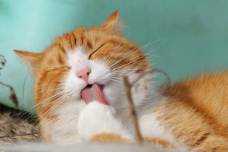 Orange and white tabby cat licking a paw