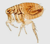 Photomicrograph of Oriental rat flea