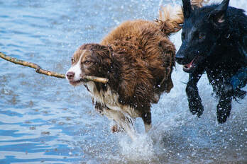 Two dogs with a stick running through water