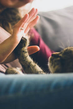 Tabby cat touching paw to woman's hand