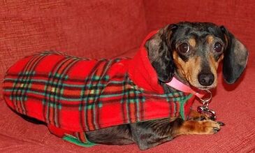 Dachshund wearing red plaid coat lying on red sofa