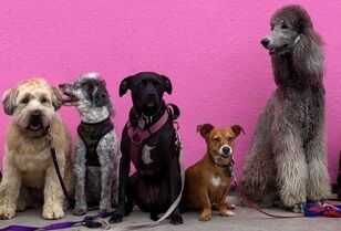 Dogs sitting in a row against a pink wall