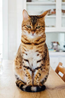 Tabby cat sitting on dining table and staring at camera