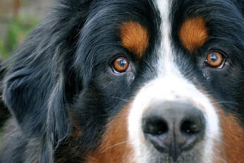 Closeup of face of black, brown, and white dog looking at camera