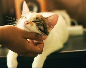 White and tabby cat resting chin in a person's hand