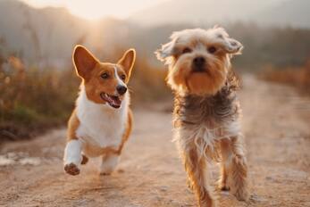Two dogs (a corgi and a curly-haired brown dog) running together toward camera
