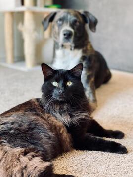 Black cat and brown and white dog looking at camera