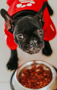 Black dog wearing a red sweater standing over a bowl of dog food