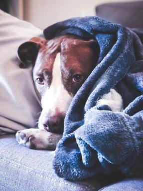 Brown and white dog curled up in bed under a blue blanket