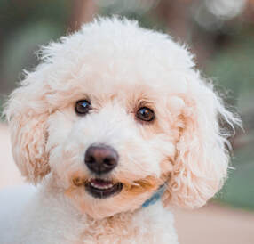 White poodle looking toward camera