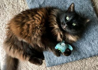 Long-haired brown cat lying on carpet and playing with a toy mouse