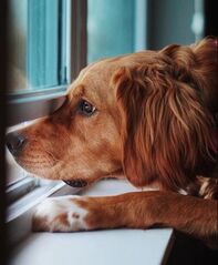 Brown dog looking out of a window