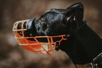 Black greyhound wearing an orange basket muzzle