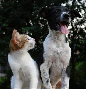 Orange and white cat standing next to black and white dog