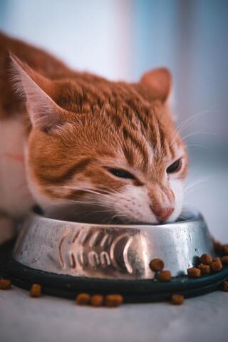 Orange and white tabby cat with his head in a bowl of kibble cat food