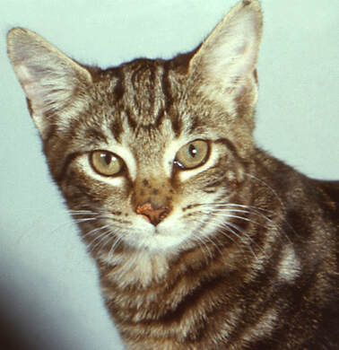 Brown tabby cat facing camera. Pink crusty area is visible on nose.