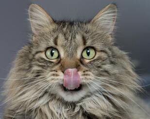 Brown tabby cat facing camera with its tongue out