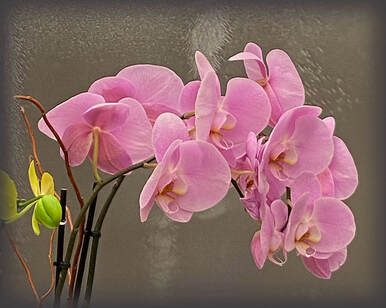 Pink Phalaenopsis orchid on tan background