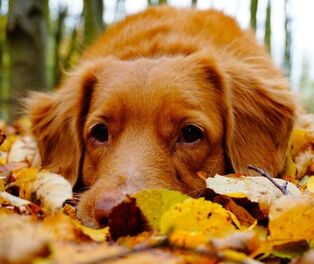 Brown dog lying in autumn leaves outdoors