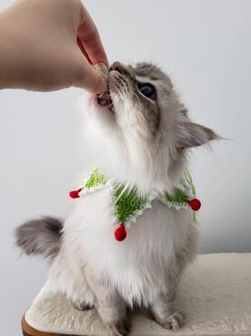 White and gray cat wearing a Christmas collar eating a bite of food from hand