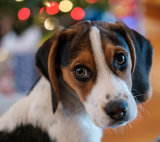 Holiday lights behind beagle puppy looking toward camera